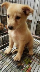 Butter 1 - Mixed Breed Dog