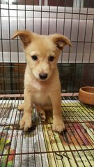 Butter 1 - Mixed Breed Dog