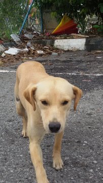 Goldie - Labrador Retriever Mix Dog