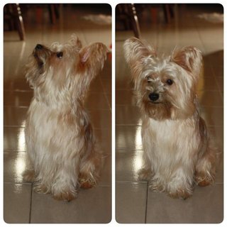 Zac - Silky Terrier + Maltese Dog