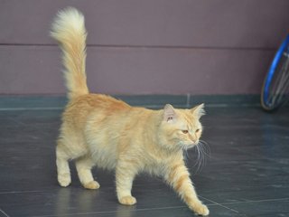 Merlin - Turkish Angora + Himalayan Cat