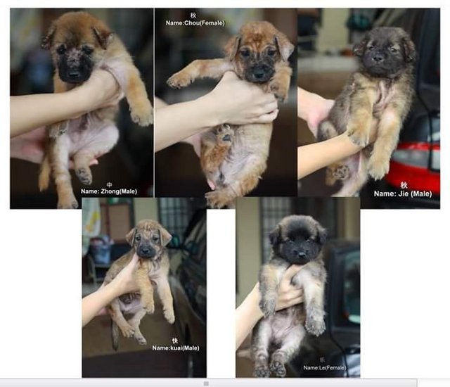 中秋节快乐 For Adoption. - Mixed Breed Dog