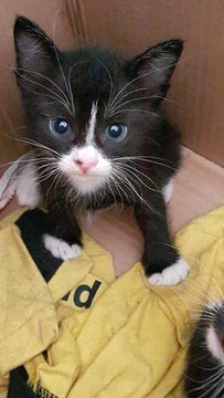 Black &amp; Whit Kittens - Domestic Short Hair Cat