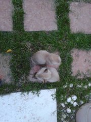 Angels - Domestic Short Hair Cat