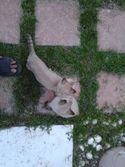 Angels - Domestic Short Hair Cat