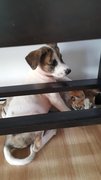 Bonnie Adopted  - Mixed Breed Dog