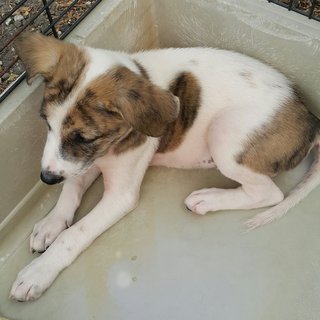 Bonnie Adopted  - Mixed Breed Dog