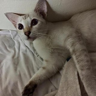 Momo - Siamese + Applehead Siamese Cat