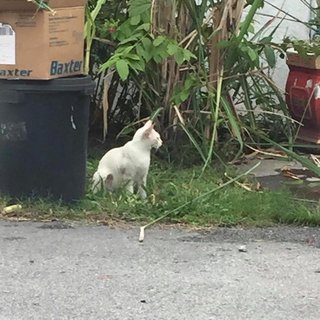 Momo - Siamese + Applehead Siamese Cat