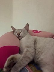 Momo - Siamese + Applehead Siamese Cat