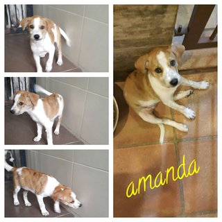 Man @ Amanda - Mixed Breed Dog