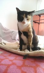 Nala In Penang - Domestic Short Hair Cat