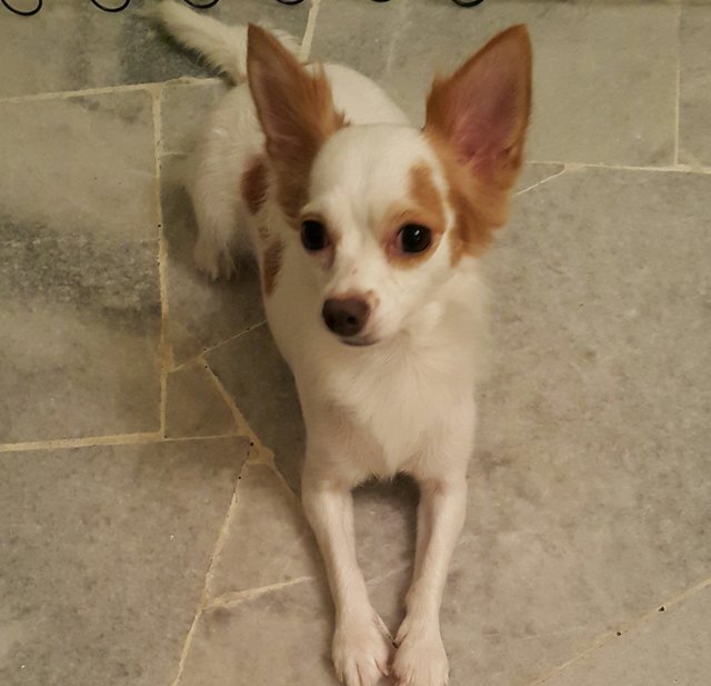 Lulu Adopted - Chihuahua Dog