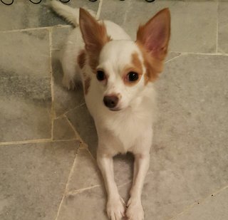 Lulu Adopted - Chihuahua Dog
