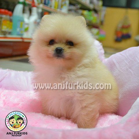 Quality Cream Pomeranian Puppy - Pomeranian Dog