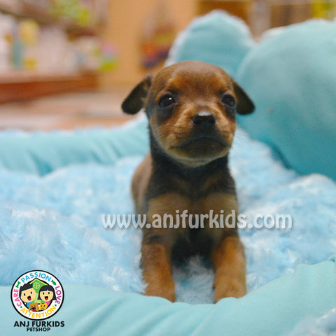 Chihuahua Mix Mini Pinscher Puppies - Chihuahua + Miniature Pinscher Dog