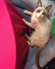 Ori - Siamese Cat