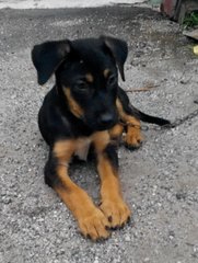 Bumble - Rottweiler Mix Dog