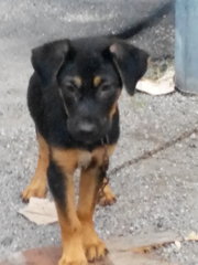 Bumble - Rottweiler Mix Dog