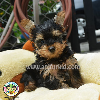 Adorable Yorkshire Terrier Puppy  - Yorkshire Terrier Yorkie Dog