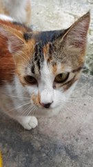 Fafa - Calico Cat