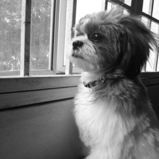 Dou Dou - Shih Tzu Dog