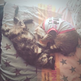 Bello - Tabby + Bobtail Cat
