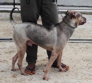 Rascal - Mixed Breed Dog