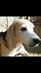 PF72859 - Beagle Dog