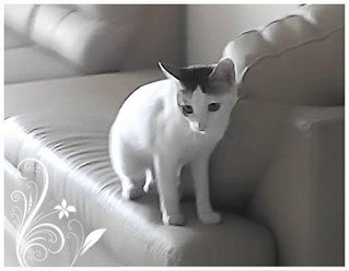 Ruci - Oriental Short Hair Cat