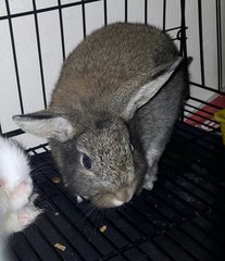 Lulu - Dwarf Rabbit