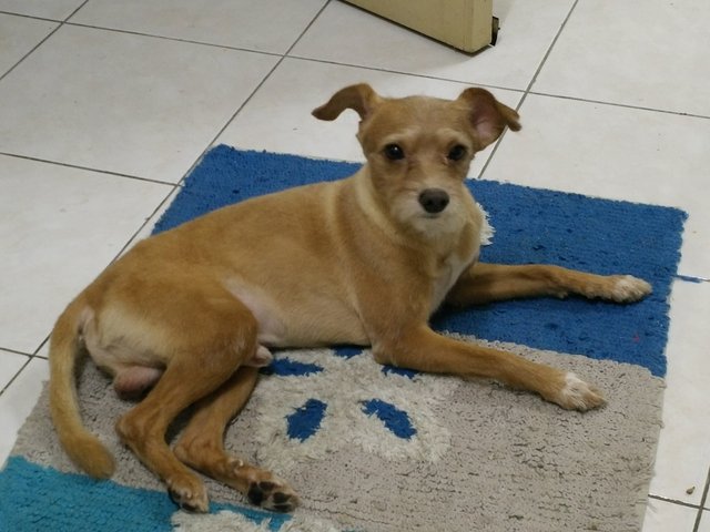 Royce - Terrier Dog