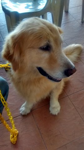 PF72882 - Golden Retriever Dog