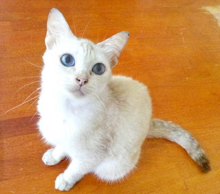 Siamese - Siamese Cat