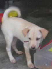 Labrador Mix Pup - Labrador Retriever Dog