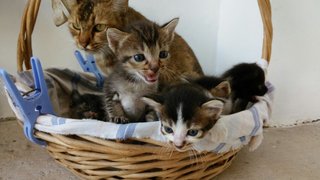 Kittens with their mummy