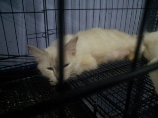 White Long Hair With Golden Streaks - Domestic Long Hair Cat