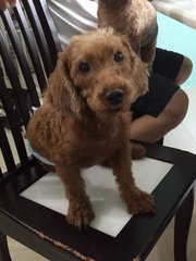 Yaw Yaw ( Taiko's Sibling) - Poodle Dog