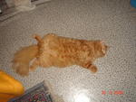 Garfield - Persian Cat