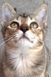 Coko - Domestic Medium Hair Cat