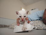 Little Pinky - Domestic Short Hair Cat