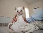 Little Pinky - Domestic Short Hair Cat