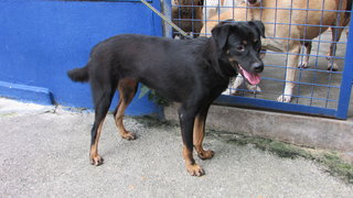 D209(300914) - Mixed Breed Dog