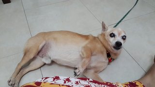 Jerry - Chihuahua + Shih Tzu Dog