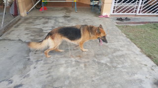 Lulu Found In Kajang - German Shepherd Dog Dog