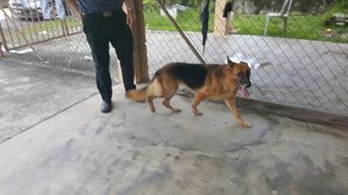 Lulu Found In Kajang - German Shepherd Dog Dog