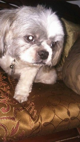 Avi Boy - Shih Tzu Dog