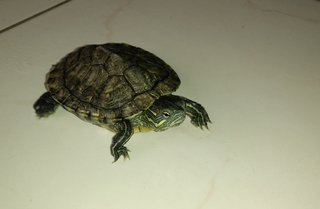 PF73232 - Turtle Reptile