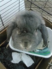 Mister Fluffy  - Lop Eared + Bunny Rabbit Rabbit