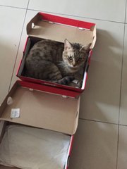 Loves boxes he can fit into